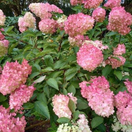Гортензия метельчатая Пинк Леди