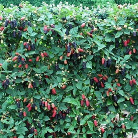 Ежевика Карака Блэк 