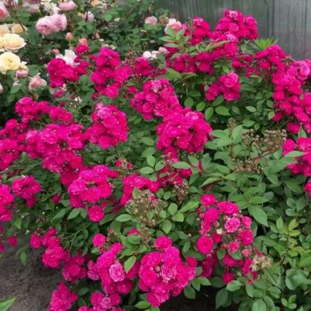 Роза мускусный гибрид Динки (Dinky)