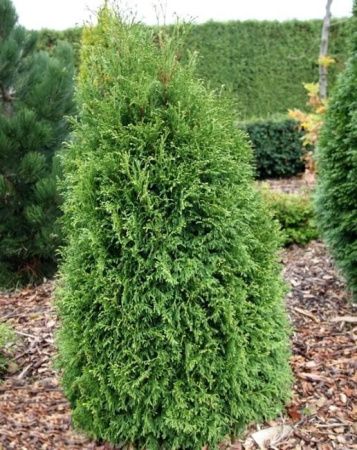 Туя западная Страско