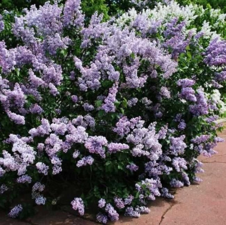 Сирень обыкновенная Виктор Лемуан