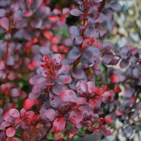 Барбарис Тунберга Дартс Ред Леди