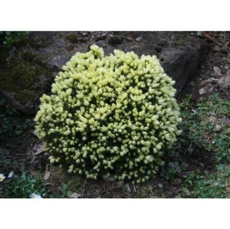 Ель канадская Ялако Голд