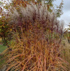 Мискантус китайский Аугустфедер