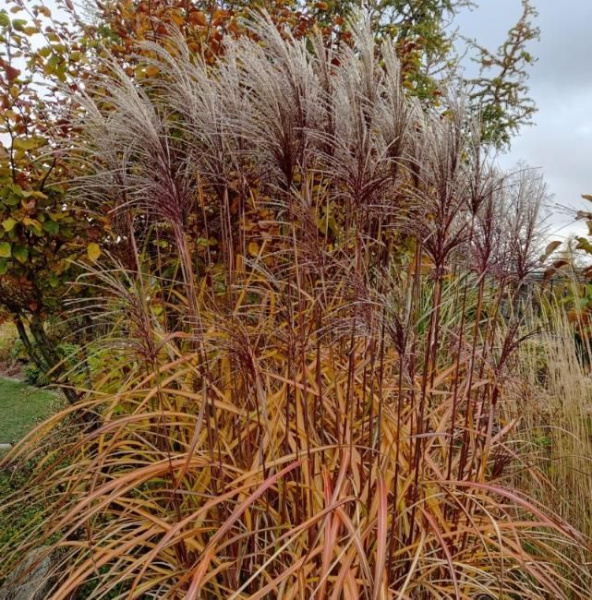 Мискантус китайский Аугустфедер