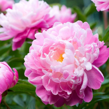 Пион Розовый