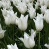 Луковицы Тюльпан Баллада Уайт (5 шт), размер 10/11