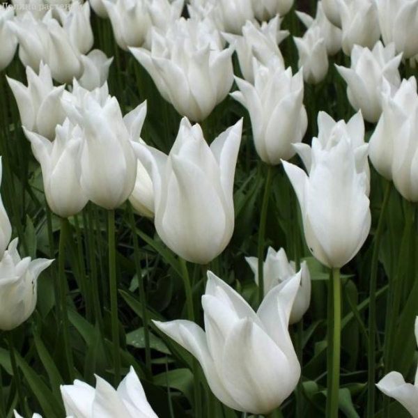 Луковицы Тюльпан Баллада Уайт (5 шт), размер 10/11