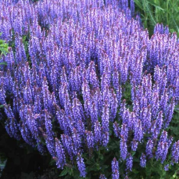 Шалфей дубравный Блаухугель