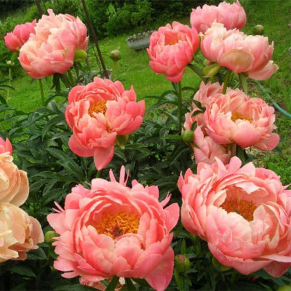 Пион молочноцветковый Корал Сансет