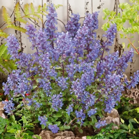 Котовник Кит Кат