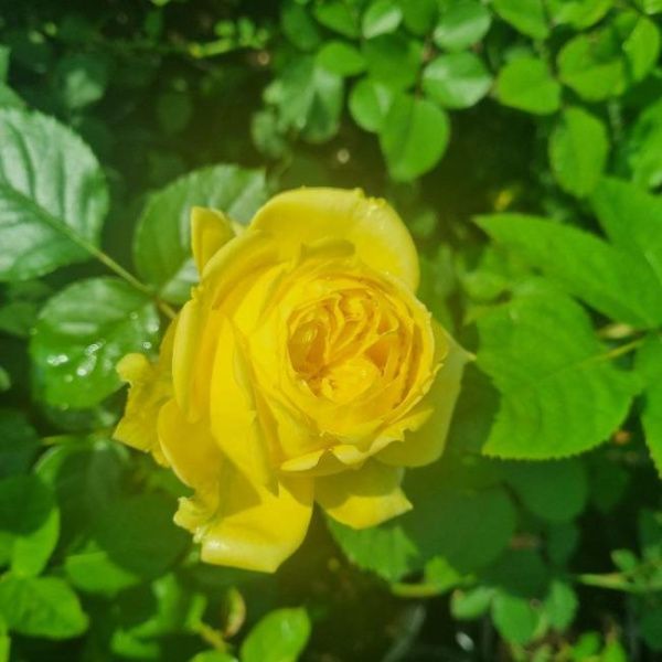 Роза спрей Каталина (Catalina)