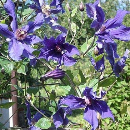 Клематис Сизая Птица