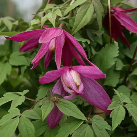 Клематис альпийский (княжик) Ютта