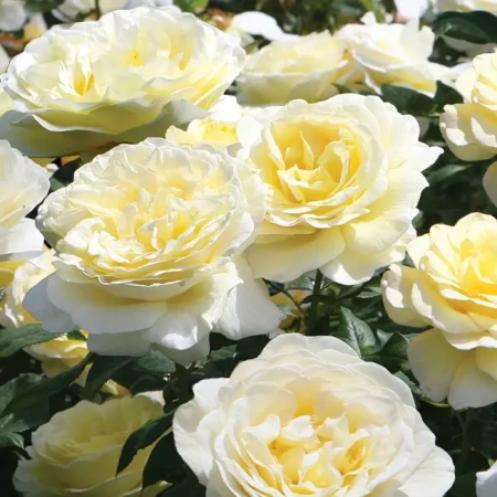 Роза почвопокровная Нина Поулсен (Nina Poulsen)