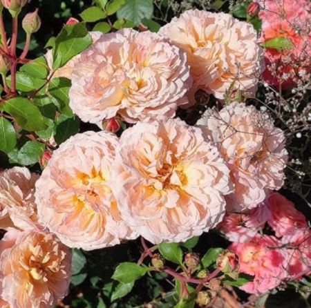 Роза шраб Андрэ Тюрка (Andre Turcat)