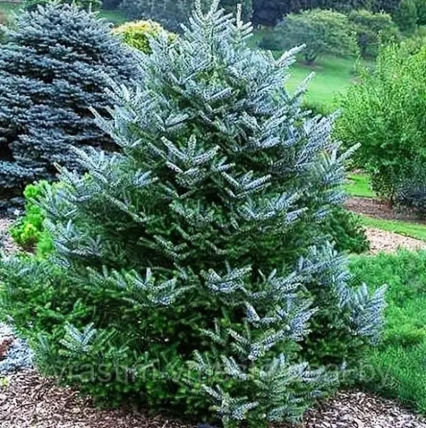 Пихта корейская Сильберлок