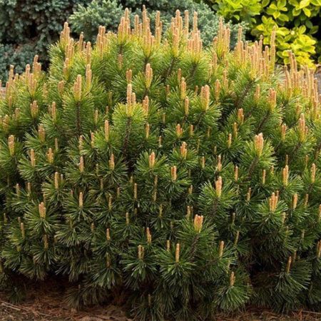 Сосна Горная  Монтана