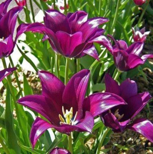 Луковицы Тюльпан Бургунди (5 шт), размер 10/11