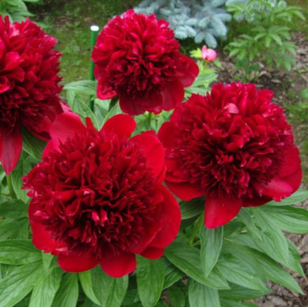 Пион молочноцветковый Мени Хеппи Ретёрнс