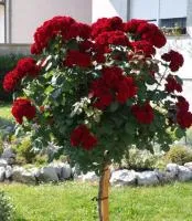 Роза штамбовая Лаваглут (Lavaglut)