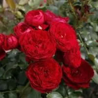 Роза флорибунда Роткапчен (Rotkappchen)