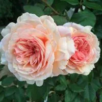 Роза английская Шропшир Лэд (A Shropshire Lad)