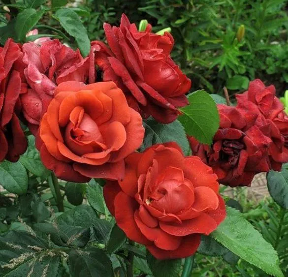 Роза чайно-гибридная Терракота (Terracotta)