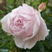 Роза флорибунда Герцогиня Кристиана (Herzogin Christiana)