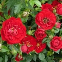 Роза почвопокровная Ред Каскад (Red Cascade)
