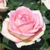  Роза чайно-гибридная Сувенир де Баден-Баден