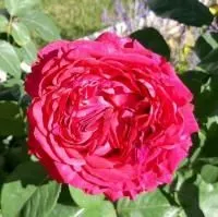  Роза флорибунда Роз Дес 4 Вентс