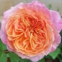 Розы чайно-гибридная Викториан Сикрет (Rose Tea Hybrid Victorian Secret)