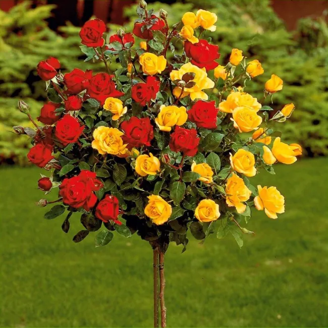 Роза штамбовая двусортовая Лаваглут-Фрезия (Lavaglut-Friesia) саженец  купить в Бресте и с доставкой почтой | VERESK