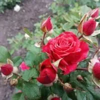 Роза спрей Мирабель (Mirabel)