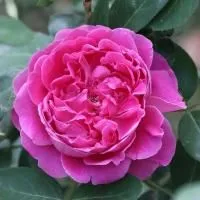 Роза чайно-гибридная Поль Нейрон (Paul Neyron)