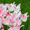 Луковицы Тюльпан Холланд Чик (5 шт), размер 10/11