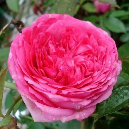 Роза плетистая Цикламен Пьер де Ронсар (Cyclamen Pierre de Ronsard)