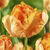Луковицы Тюльпан Пэррот Кинг (5 шт), размер 10/11