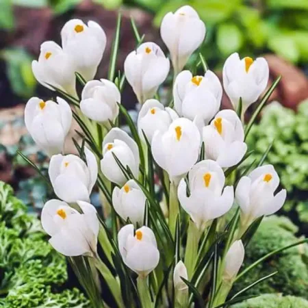  Луковицы Крокус Жанна Д*Арк (10 шт), размер 7/8