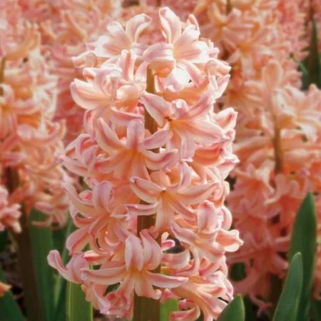 Луковицы Гиацинт Гипси Квин (3 шт), размер 14/15