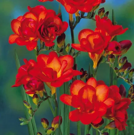 Луковицы Фрезия Дабл Ред (10 шт), размер 5/+