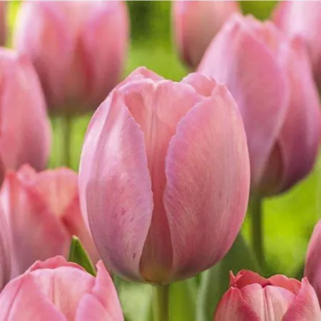 Луковицы Тюльпан Мистик ван Иджк (5шт), размер 10/11