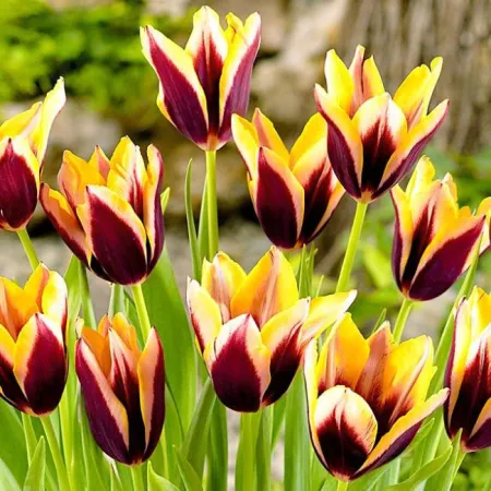 Луковицы Тюльпан Гэвота (5 шт), размер 10/11