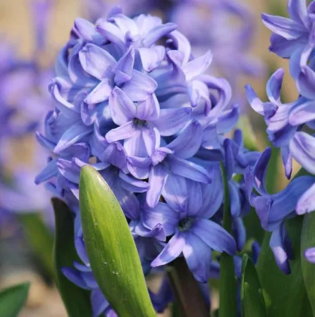 Луковицы Гиацинт Дэльфт Блю (3 шт), размер 14/15