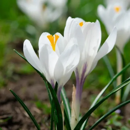  Луковицы Крокус Жанна Д*Арк (10 шт), размер 7/8