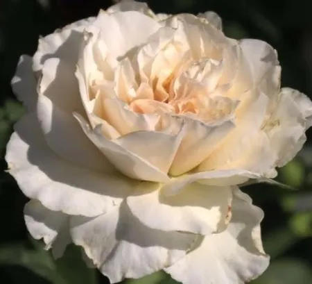 Роза флорибунда Прайд энд Преджудис (Pride and Prejudice)