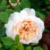 Роза шраб Крокус Роуз (Crocus Rose) Роза шраб Крокус Роуз (Crocus Rose)