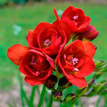 Луковицы Фрезия Дабл Ред (10 шт), размер 5/+